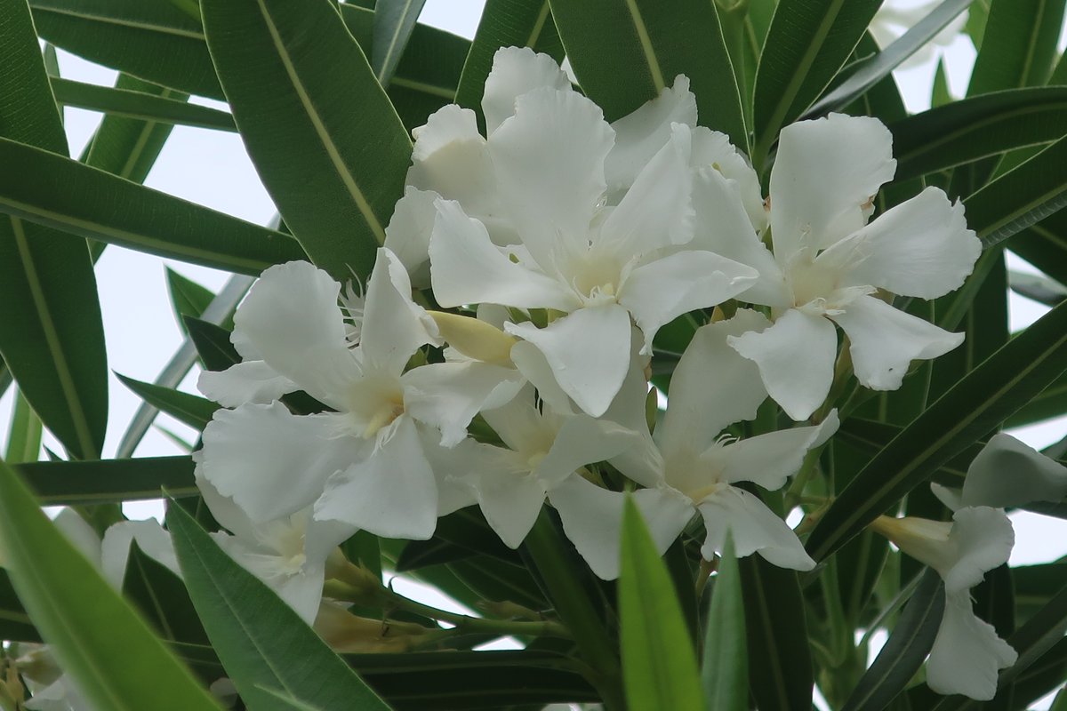 公道 Twitter Search Twitter