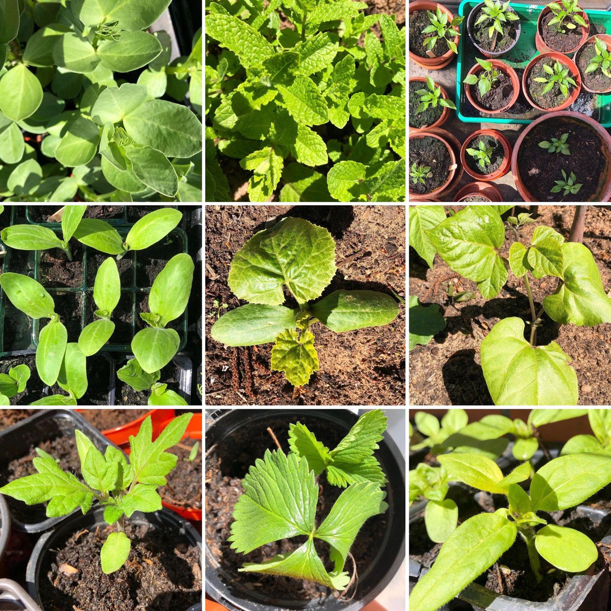 Plant sale coming soon!! This Thursday you can fill your (welly) boots with plants galore 😁. Find us at the gates of @roathparkprm on Thursday, from 1.30pm onwards. 

All proceeds from the sale will be going to <a href="/Velindre/">Velindre Cancer Centre Fundraising</a> 💚🍀🌿

#cardiff #roath #plantlife #growyourown