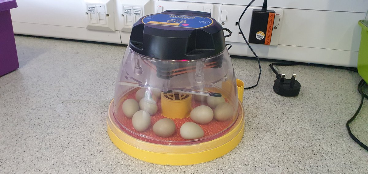 Our exciting delivery today. Twelve partridge eggs that we are going to be incubating and hatching over the next few days!