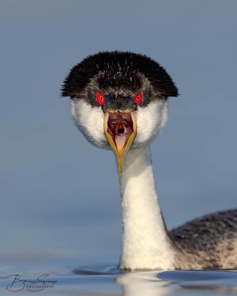 quackhonk's tweet image. do not look inside the grebe's mouth

there you will only find horror