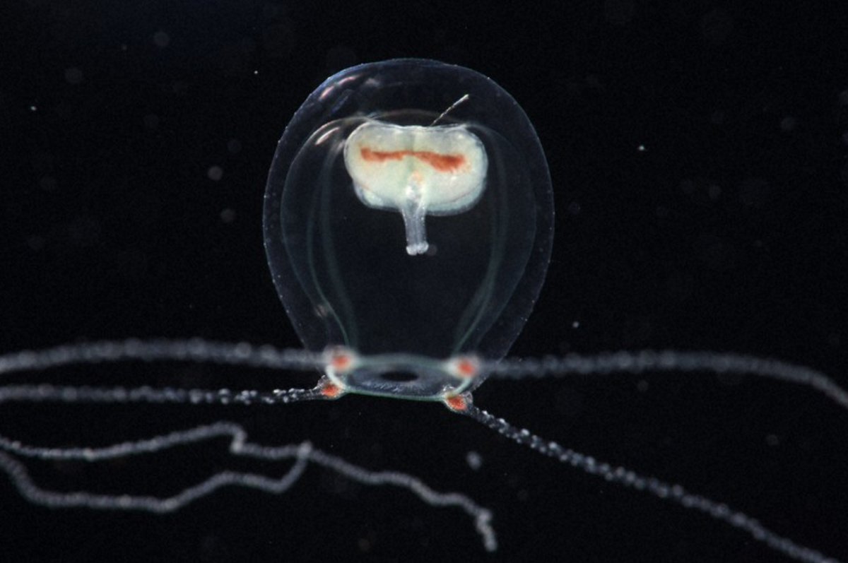 Johnny_suputama's tweet photo. A new species of jellyfish was discovered off the coast of Enoshima and was named "Wataboshi Kurage" after the wataboshi bridal hat worn during Japanese-style weddings
https://t.co/o3sS6yJqTO https://t.co/NyrUZaBc0z