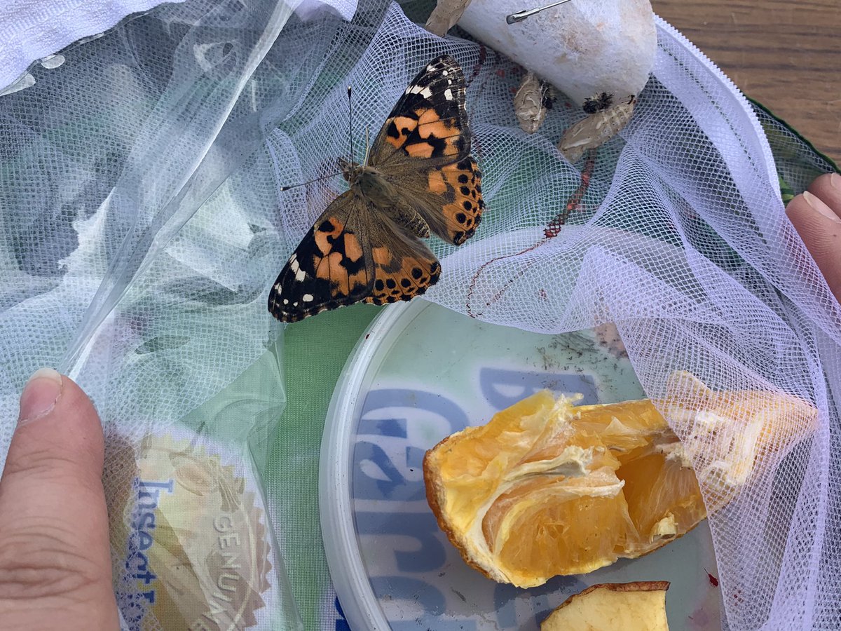 Meadowside Beech tweet media