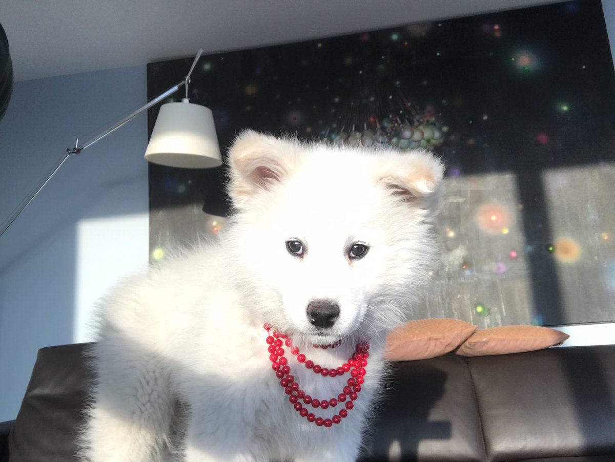 misses_sissy's tweet photo. @Misses_Sissy as a #puppy - #love 💗#samojed #samoyed #dogsofinstagram #dog #samoyedlife #samoyedsofinstagram #samoyedpuppy #samoyedlove #samoyedlovers #samoyeddog #samoyedsmile #puppy #feature #samoyedpage #samoyedclub #dogstagram #dogsofinstagram https://t.co/fIVwITKIJ1