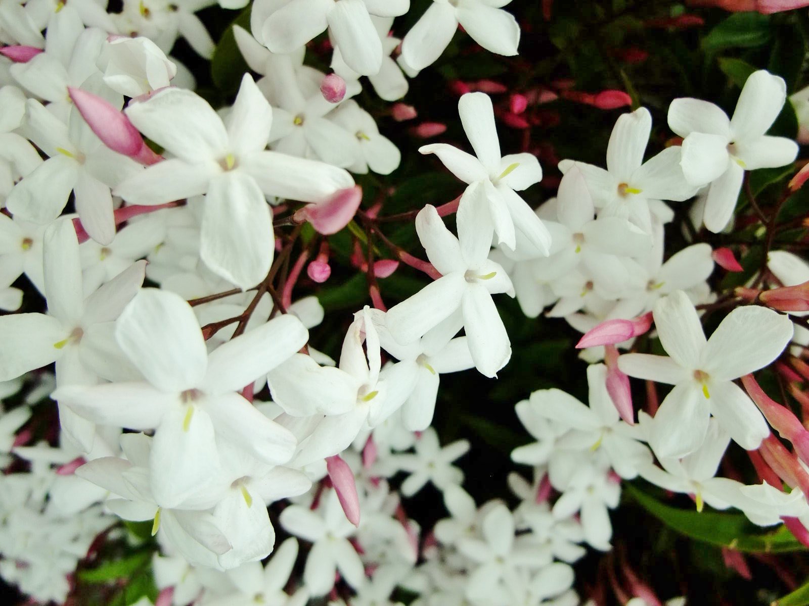 花 6月8日の花 ジャスミン 花言葉 優美 モクセイ科ソケイ属 別名 茉莉花 花色 白 黄 桃 インドでは 夜の女王 と 呼ばれている 絶世の美女クレオパトラが 常に身に纏い愛した香り この香油の媚薬的なパワーを利用し ローマ帝国のカエサル