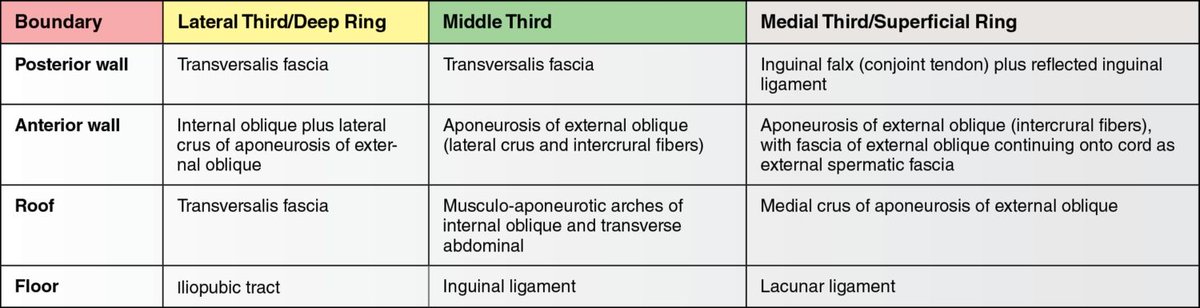 Formations of the inguinal region. 
#SoMe4IQLatAm #SoMe4Surgery #MedTwitter