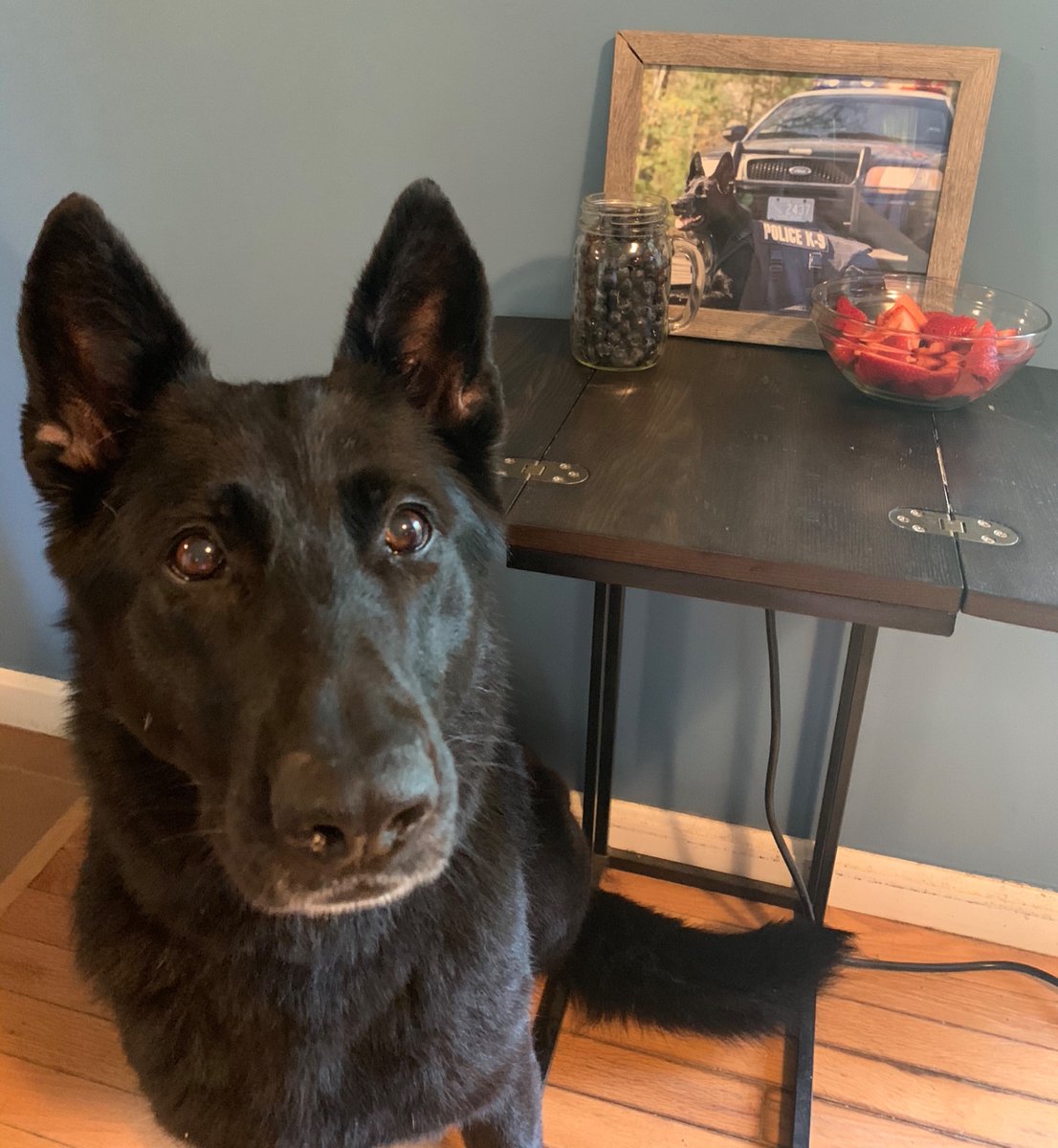 Officer Aspen is excited about fresh fruits this season! Canines can have many fruits that humans can have as well. Just be sure to check to make they are safe before feeding them to your furry friend! #dontfeedthemgrapes #strawberriesareok