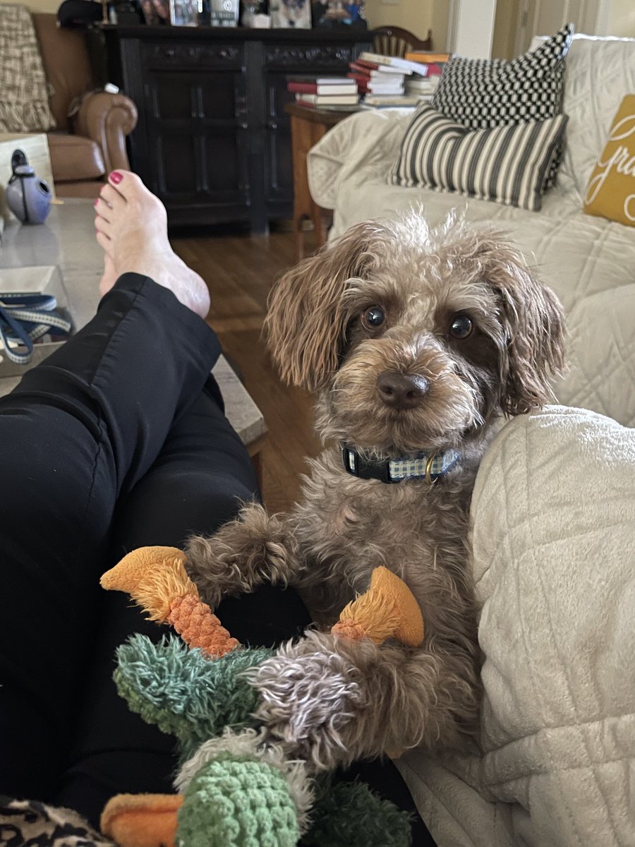 SchnoodleThe's tweet photo. Come on, Mom! Play throw the chicken with me! #schnoodle #dogsoftwitter #doggonefun https://t.co/qf5R1TgmU4