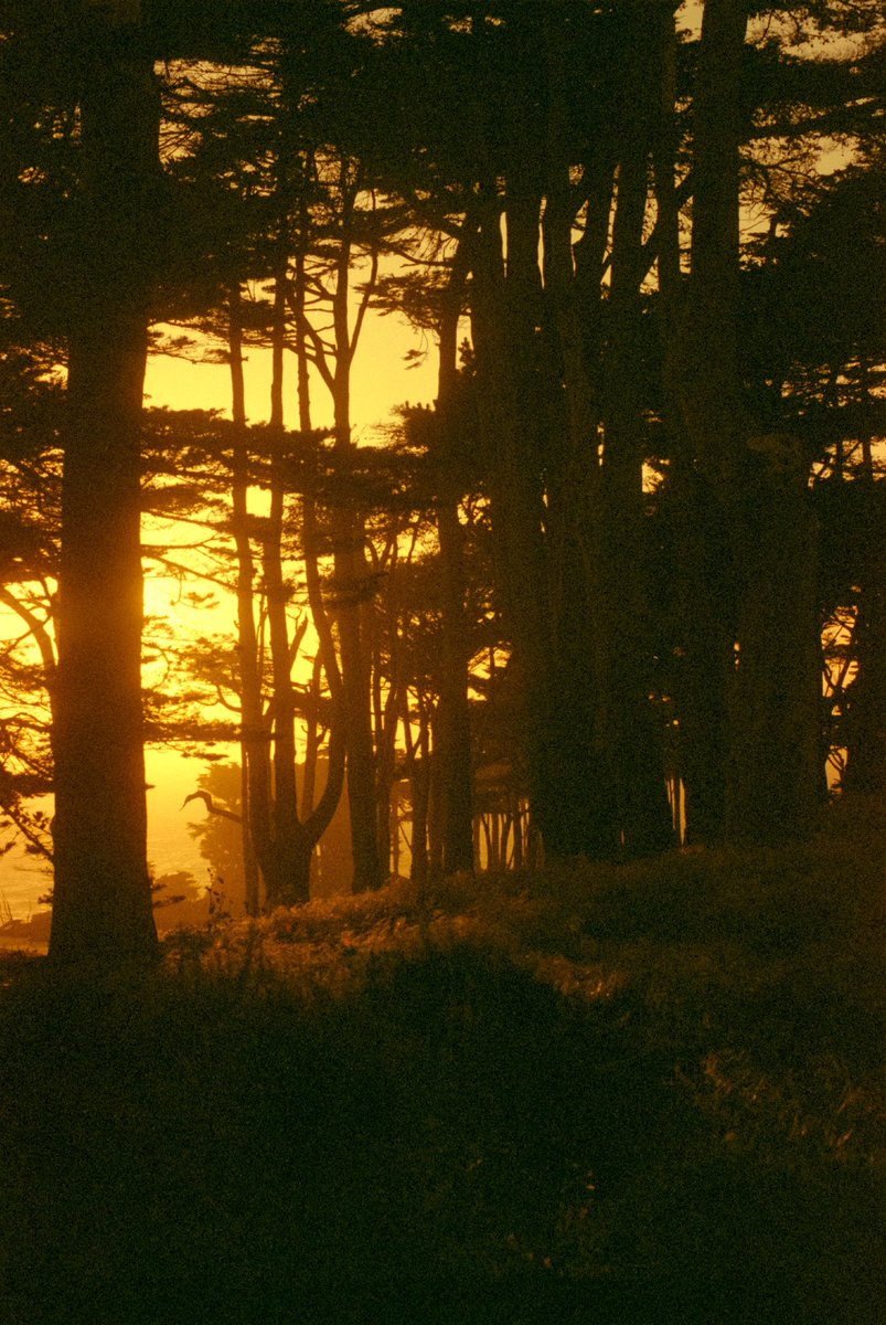 nick rufo on Twitter: 