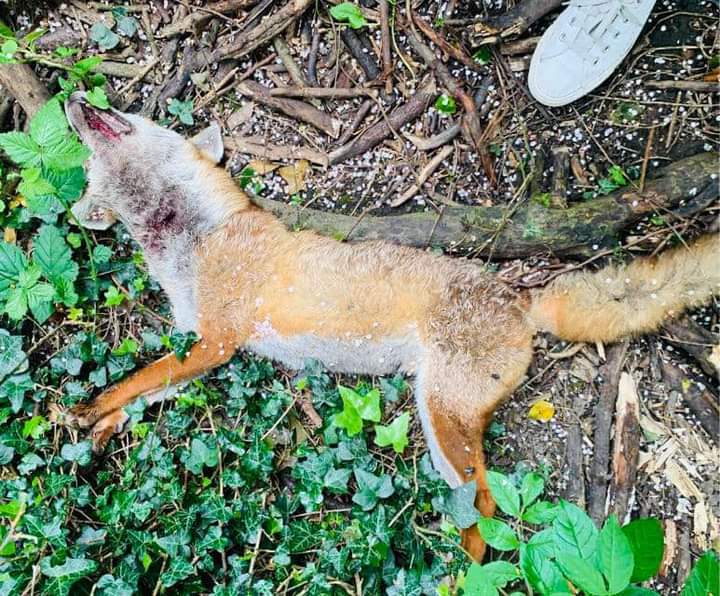 THIS IS HAPPENING NOW.
Calderfields golf &amp; country club are murdering foxes. 
Please contact them &amp; beg them to stop
Enquiries@calderfieldsgolfclub.co.uk

Caldersfieldgolfclub.co.uk

01922732243

Fb @caldersfields_golf_club