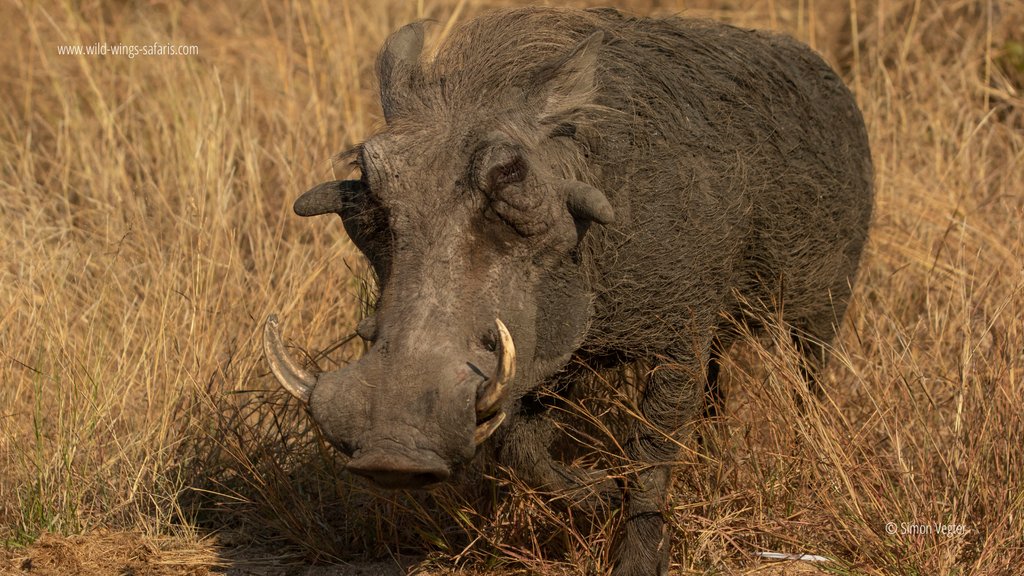 Photos from our latest safari in Skukuza. We spotted impala, African wild dog and warthog!

📷 Simon Vegter 📍 Kruger National Park