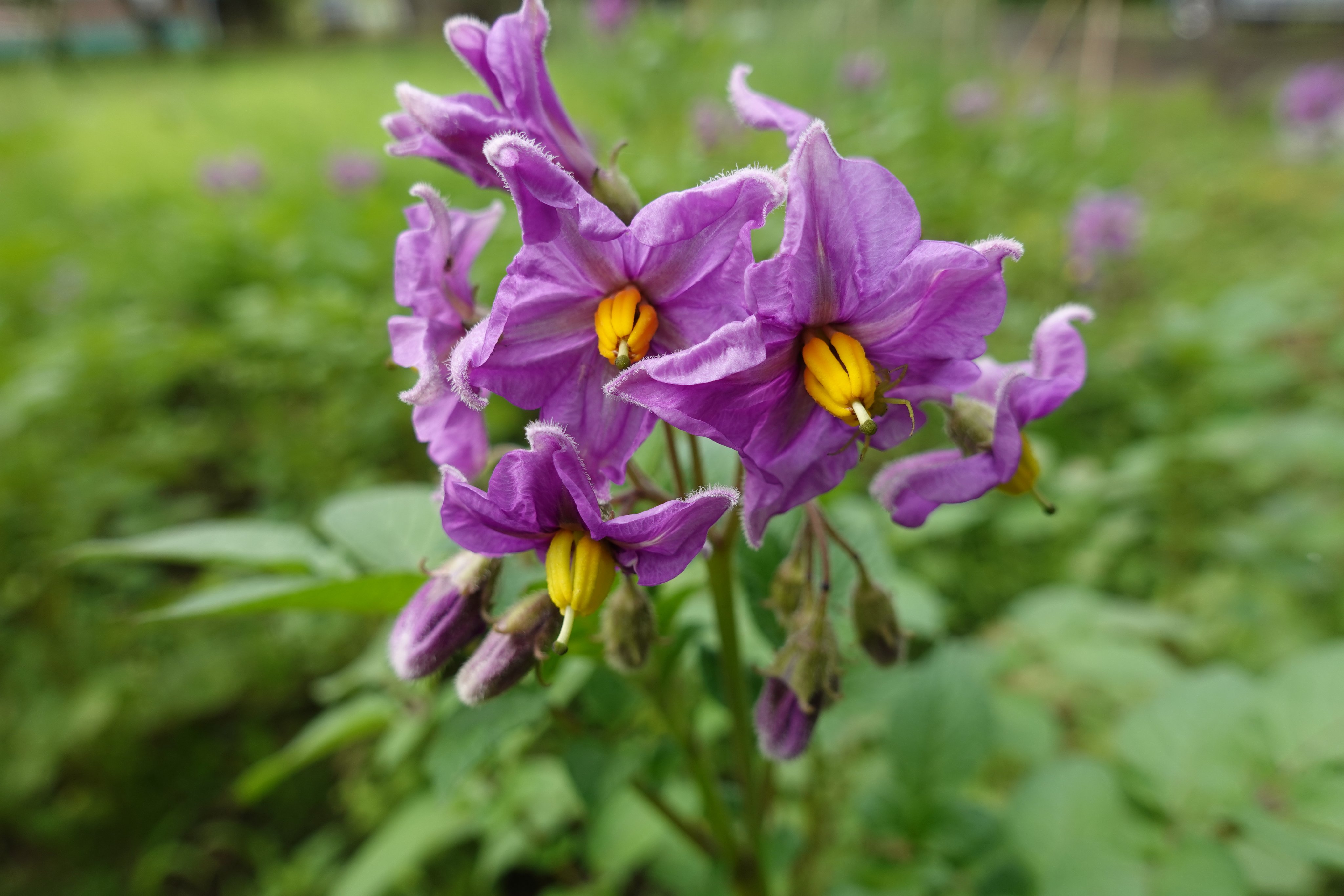 O Xrhsths きびと月の畑 Sto Twitter 家庭菜園のジャガイモに鮮やかな紫の花が咲いた これは タワラ マゼラン という品種で 長崎県の固定種 ジャガイモ博士と呼ばれた俵正彦さんが育種し続けてきた品種です 名前の由来は その紫の皮色から マゼラン雲という