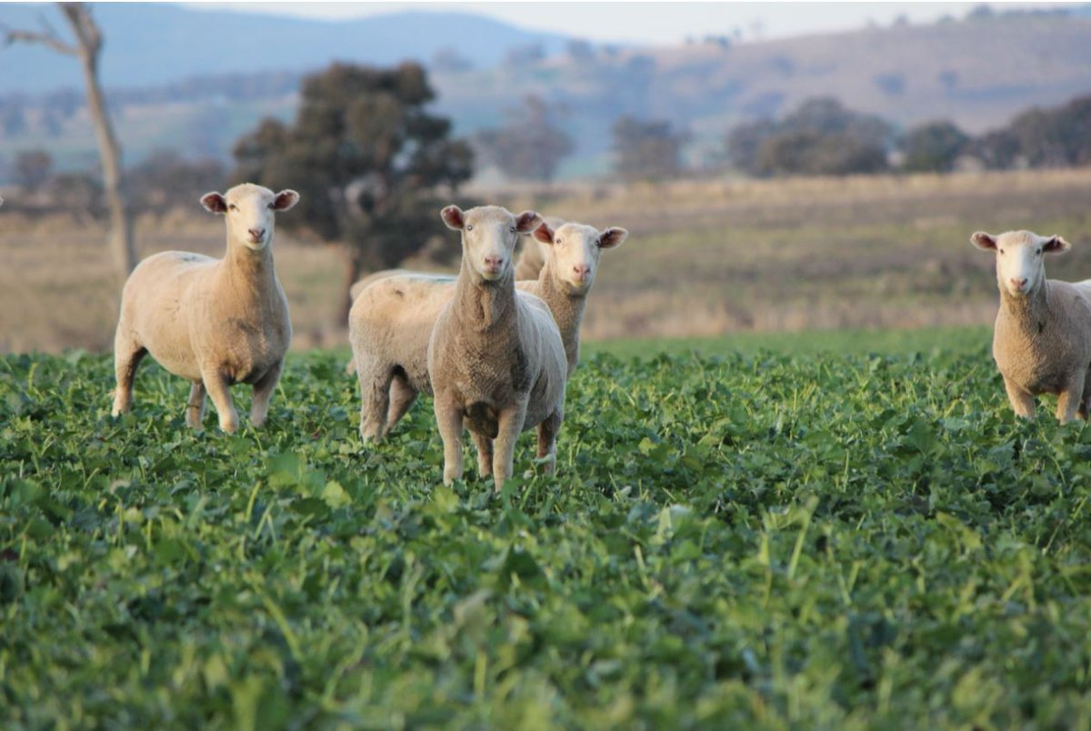 Meet Dave &amp; Sam Pratten: a father &amp; son powerhouse who're taking part in our dual purpose canola MSM Brassica Grazing Lick supplementation trial. Sam says the family is keen to "monitor lambing weights with different feeds to maximise weight gains."  bit.ly/3v0OjvE