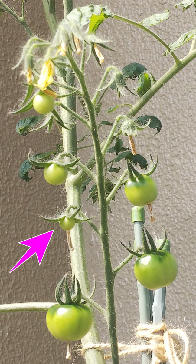 パドラッパ 晴れ間が出つつも曇りがちで蒸し暑い朝になりました ミニトマトの一房目が 先まで咲きました 実の方もすくすくと育っています O O いまのところ 第三花以外は結実しているようです O O