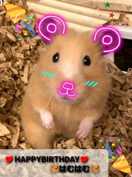 @nodacry 🎉HAPPYBIRTHDAYはむはむ🐹
はむはむ誕生日祭をみんなでお祝いしましょう🎁✨ 
#はむはむ誕生日祭 