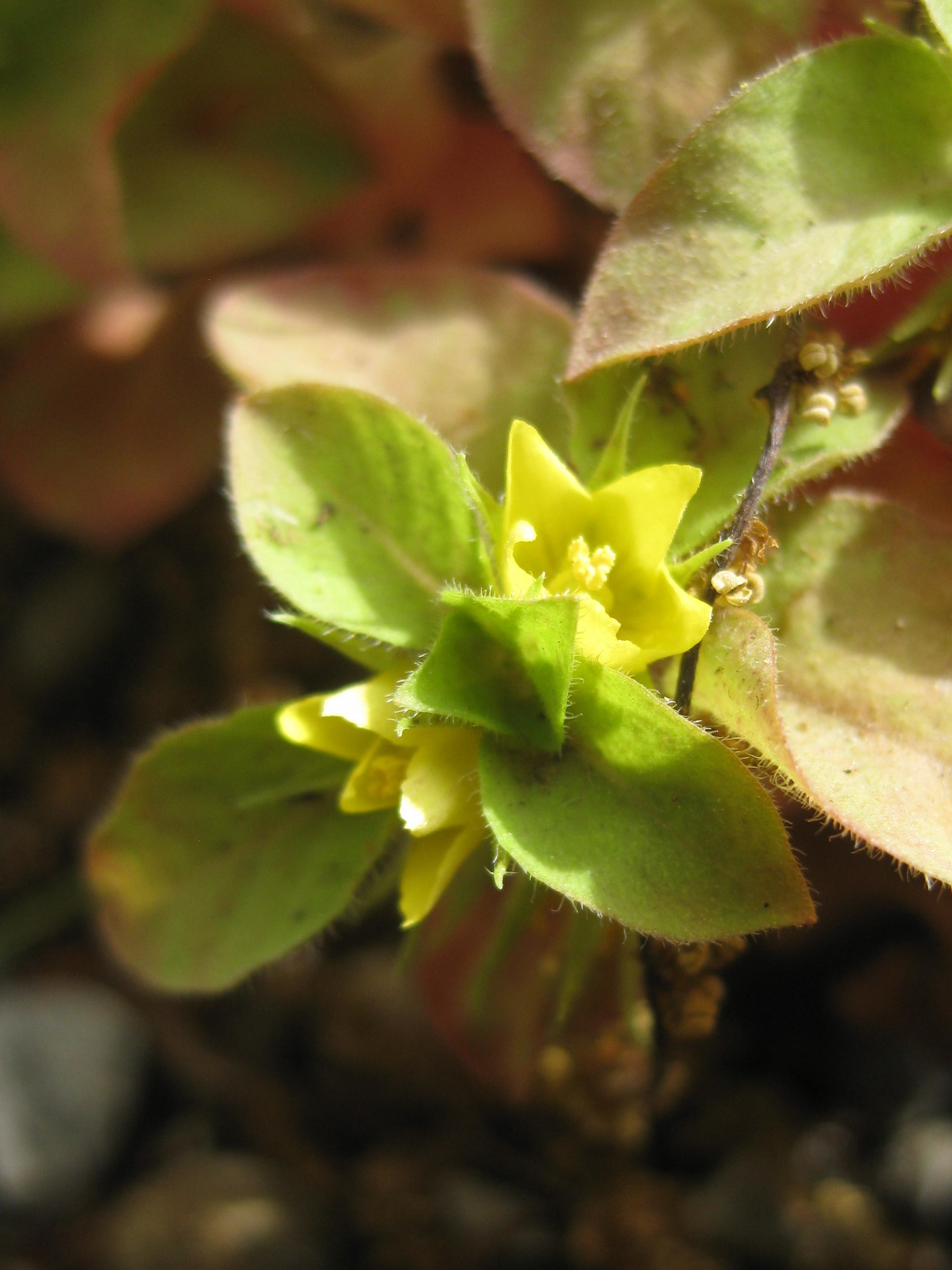 白笹稲荷神社 公式 地面すれすれに咲く小茄子 こなすび の花 花言葉は 私を食べないで そして今年も常盤爆 ときわはぜ が咲きました 花言葉は いつも変わらぬ心 6月6日から9日頃は 蟷螂生 かまきりしょうず の候です かまきりは まだ見