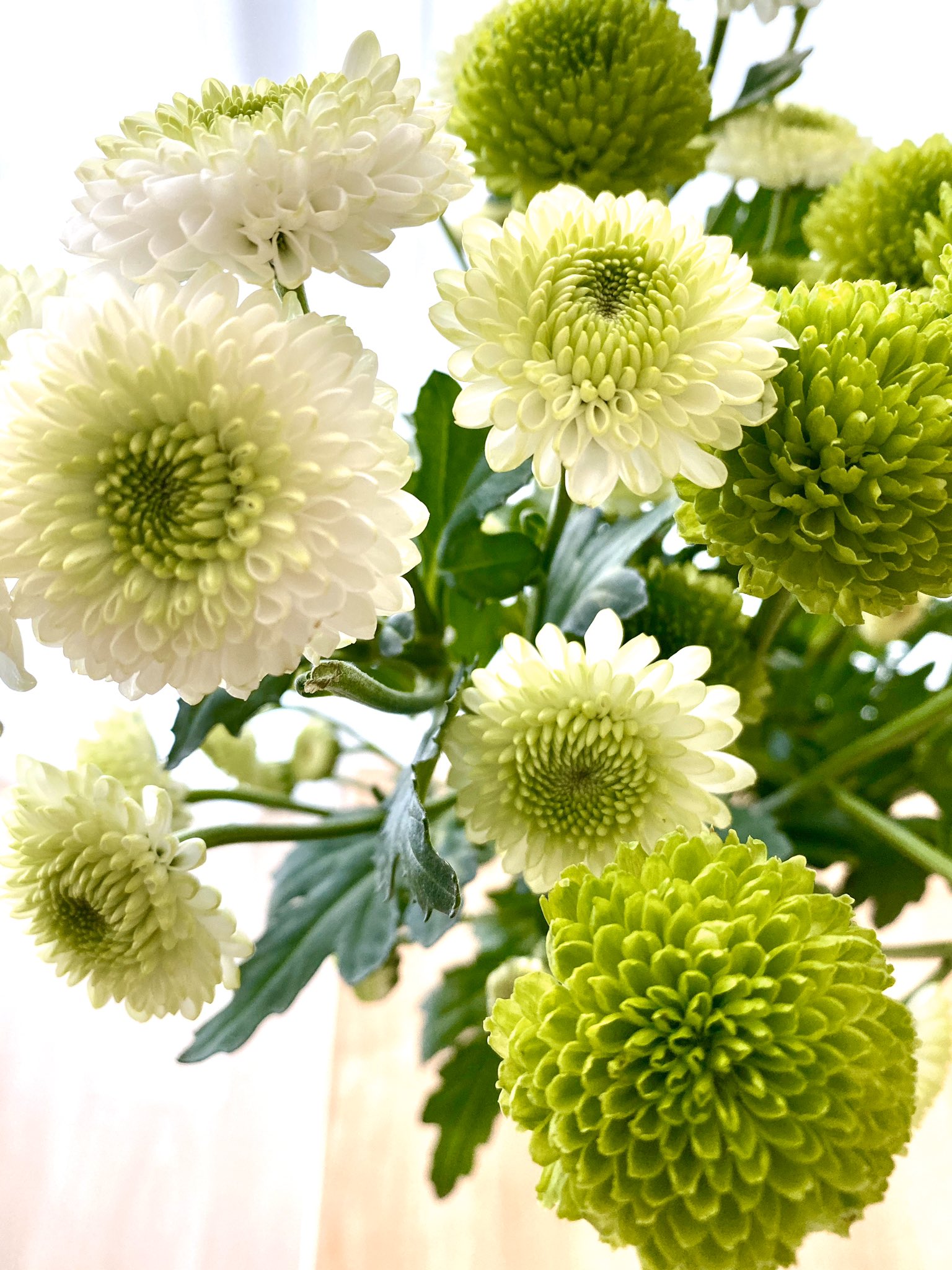 森本智子 フリーアナウンサー 起業家 このところ 白とグリーンの花ばかりを求めてしまいます 疲れてるのかな 今朝パワーを頂いたのは ブーケにもよく使われるスプレーマム 花言葉は 清らかな愛 気持ちの探り合い 得意じゃないけれど 何だか