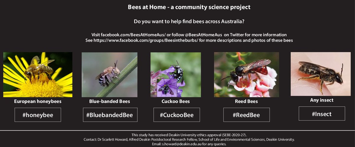 BeesAtHomeAus's tweet photo. Bee(s) at home: An open monthly photography competition

Here are some examples of how to upload your photos on Flickr to win prizes!
Each month upload your image/s on https://t.co/oAnjfO945O with the hashtag (#BeesAtHome) and the hashtag of the category you want to enter (1/3) https://t.co/uaeAdDLVej
