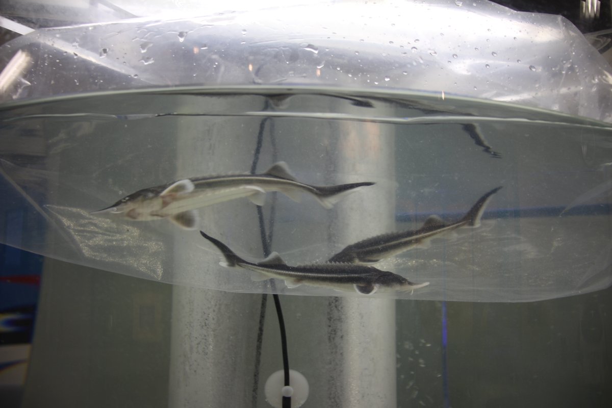 트위터의 チョウザメ 해시태그