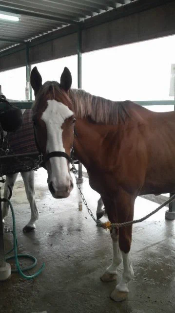 @dj_dengekihime おはようございます
はじめまして
馬のフレーメンって可愛いですよね🐴
涼しい時期になったら外乗とかしてみたいものです🐎 