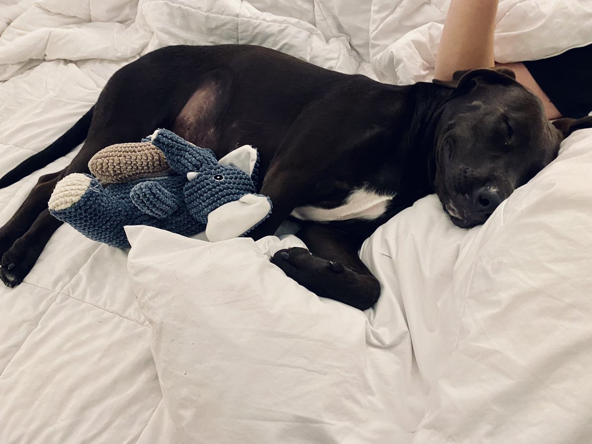montseloyaa's tweet photo. Cole: “We are not getting a dog”
Also Cole: books vacation on the beach for Jax and spoils him like crazy 🏖❤️ https://t.co/1rNEQUxQZA