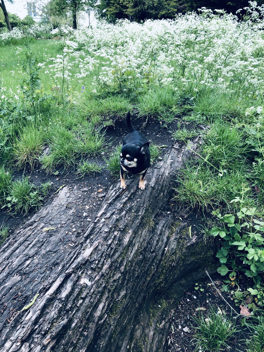 Wolfbain tweet media