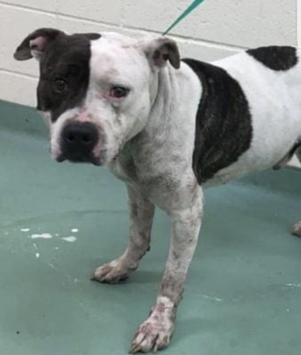reddogsusie's tweet photo. #TN #MEMPHIS 
🆘🆘CODE RED-RESCUE ONLY Ramsey 3yo boy CONFISCATED WITH 5 OTHERS Ramsey attacked another dog during impoundment causing severe injuries &amp; now has a LIABILITY WAIVER &amp; needs a miracle! Pls #RESCUE #FOSTER #PLEDGE #MASA5602 
https://t.co/xHZxrwNWXB https://t.co/Aq1EB6uM95