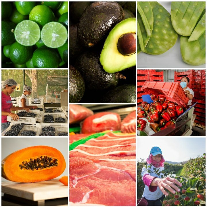 #DíaMundialDeLaInocuidadDeLosAlimentos Tomamos el liderazgo, con grandes resultados, como la certificación de 87 mil has agrícolas, 351 unidades de producción pecuarias y 532 acuícolas, c/ lo cual nuestros productores son más competitivos y protegemos la salud de los consumidores