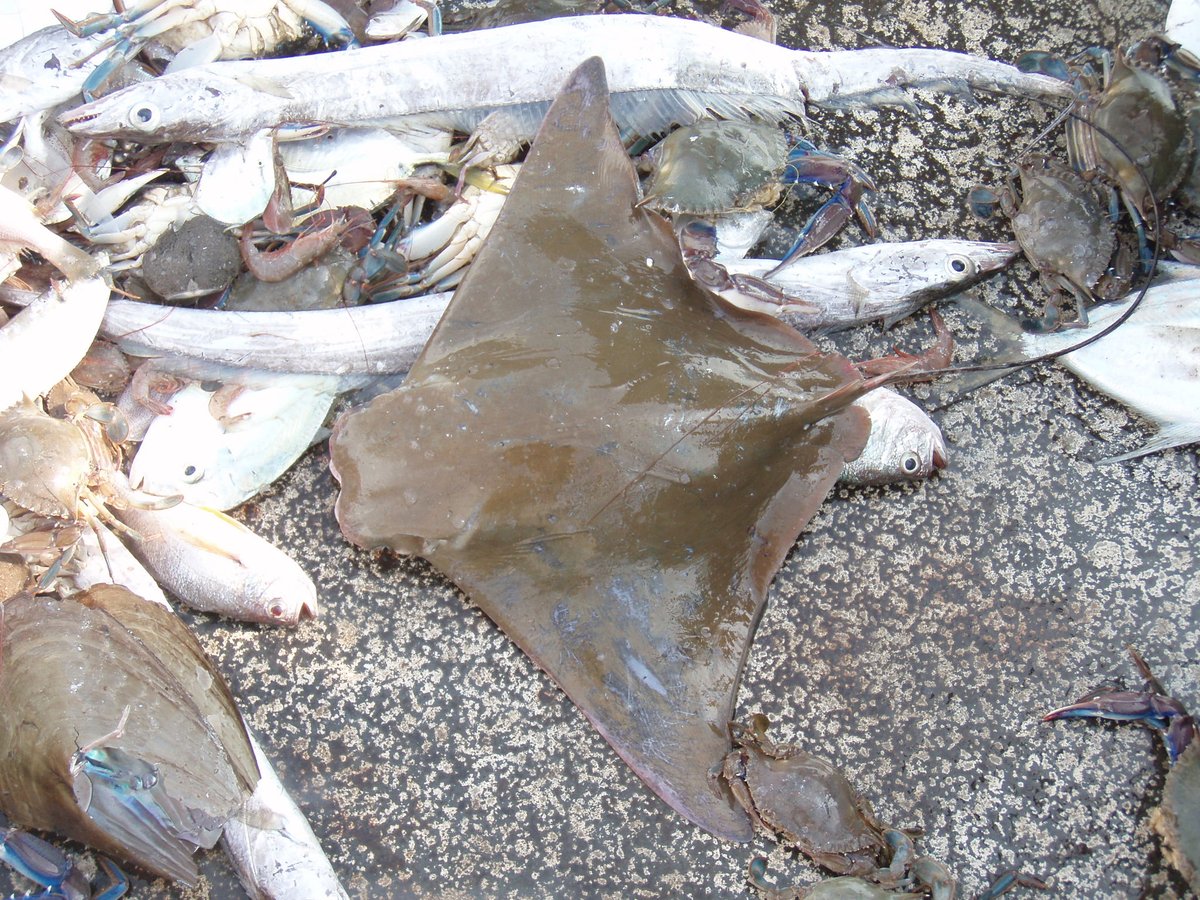 Bottom trawlers catch everything in their path willy nilly, including thousands of species from seahorses to sharks. #WorldOceanDay  #EndBottomTrawling <a href="/ProjectSeahorse/">Project Seahorse</a> <a href="/IUCNSeahorse/">IUCN Seahorse, Pipefish & Seadragon</a> (3/9)