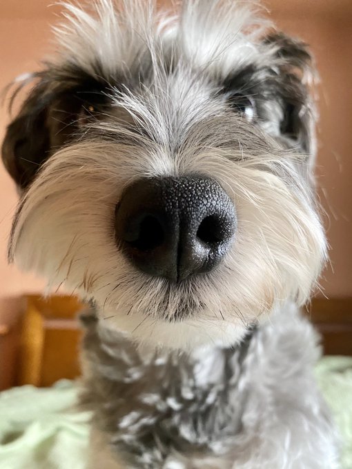 おはチャキちゃん🐶🐶

鼻‼️肉球‼️お尻‼️
🐶🐶✨✨ 