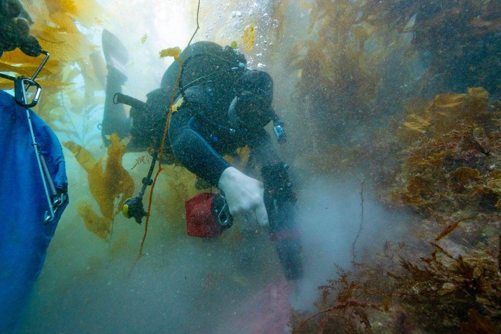 Reef Check tweet media