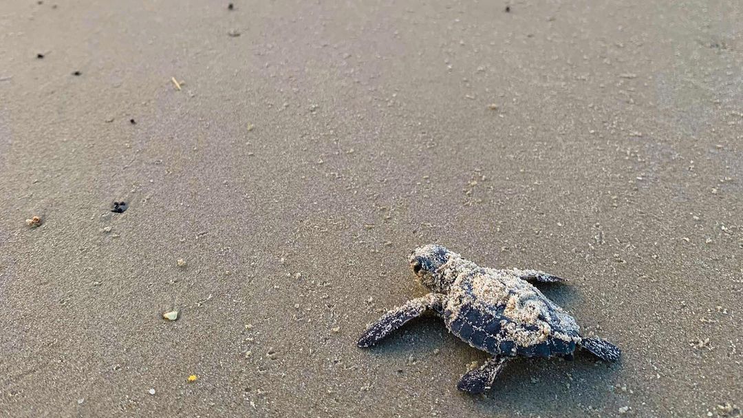 TravelTexas's tweet photo. Add a little turtle to your Tuesday. 🐢 Take a look at all the ways you can experience TX coast wildlife here: https://t.co/f57Tr6FL9s #TexasToDo

📷  by: @takemeoutsidee https://t.co/204XcFTRkE