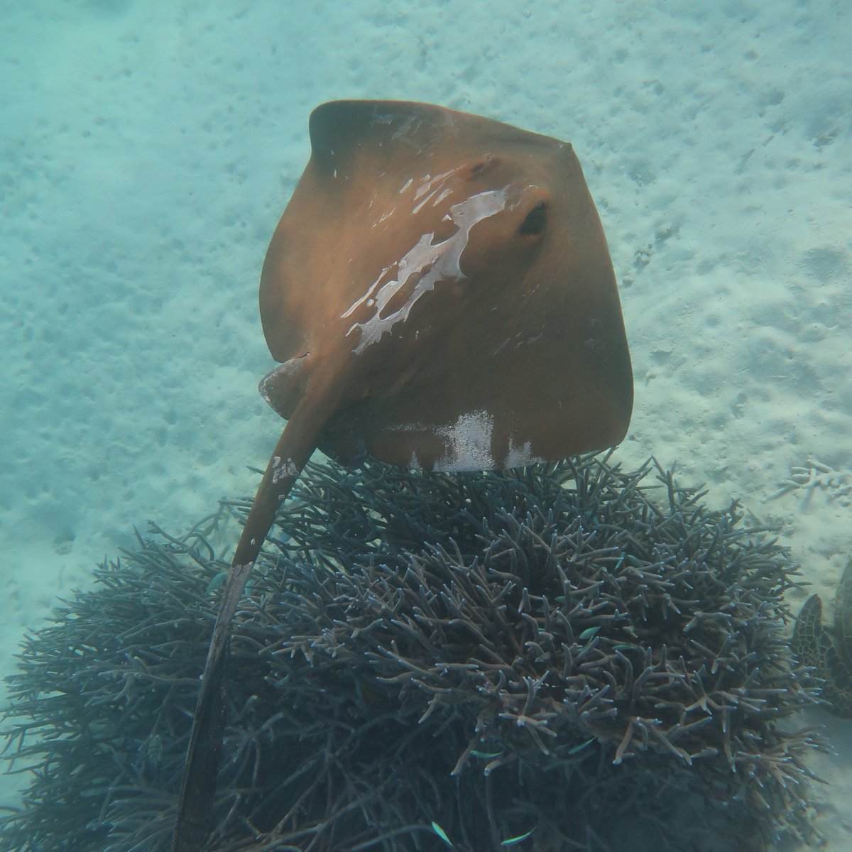 SharkColin's tweet photo. It is #WorldOceansDay here in Australia
Here is a cowtail stingray to remind you that there are more threatened rays in our oceans than sharks. There are an amazing array of organisms that live in the ocean, lets make sure they are all here for future generations. https://t.co/GdU9KQ7tsI