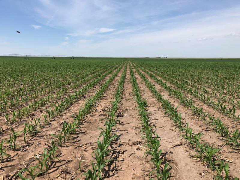 SeedNEWS4You's tweet image. 6641 doing it’s thing in the Texas panhandle 😳👍💪 #corn #beAGgressive