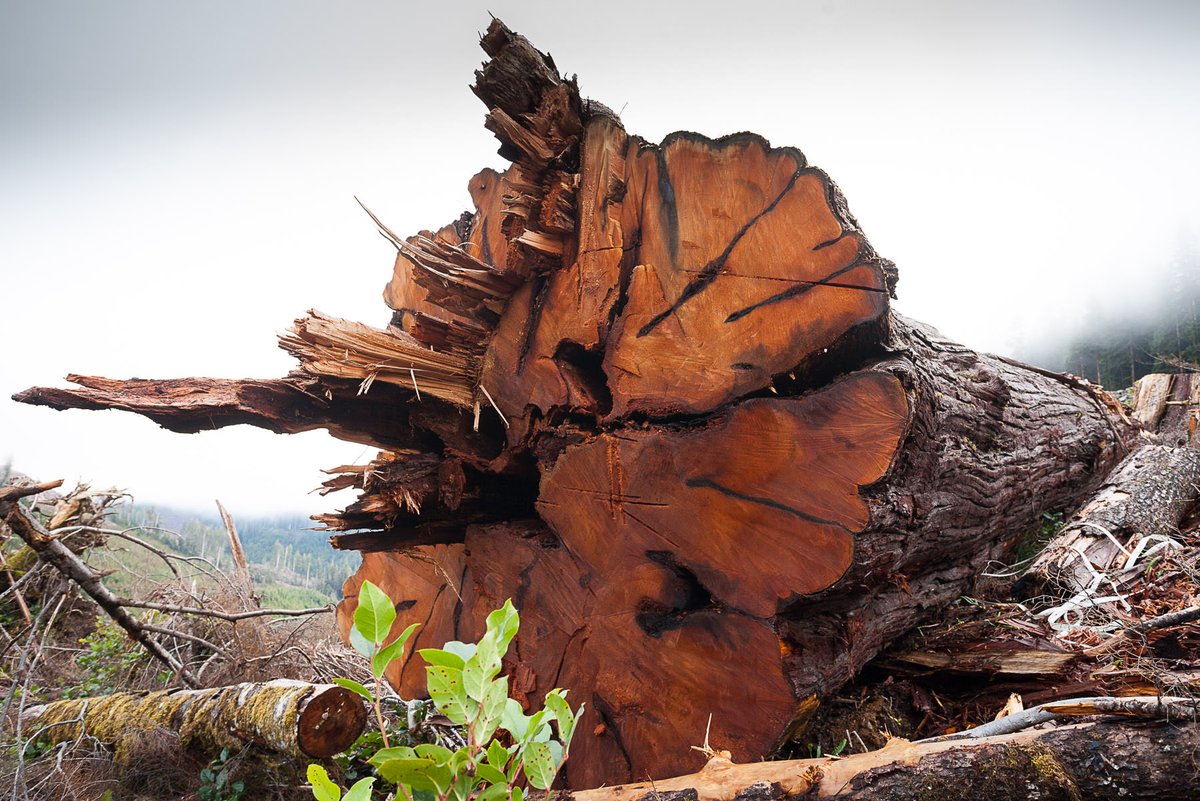 BC Green Party tweet media