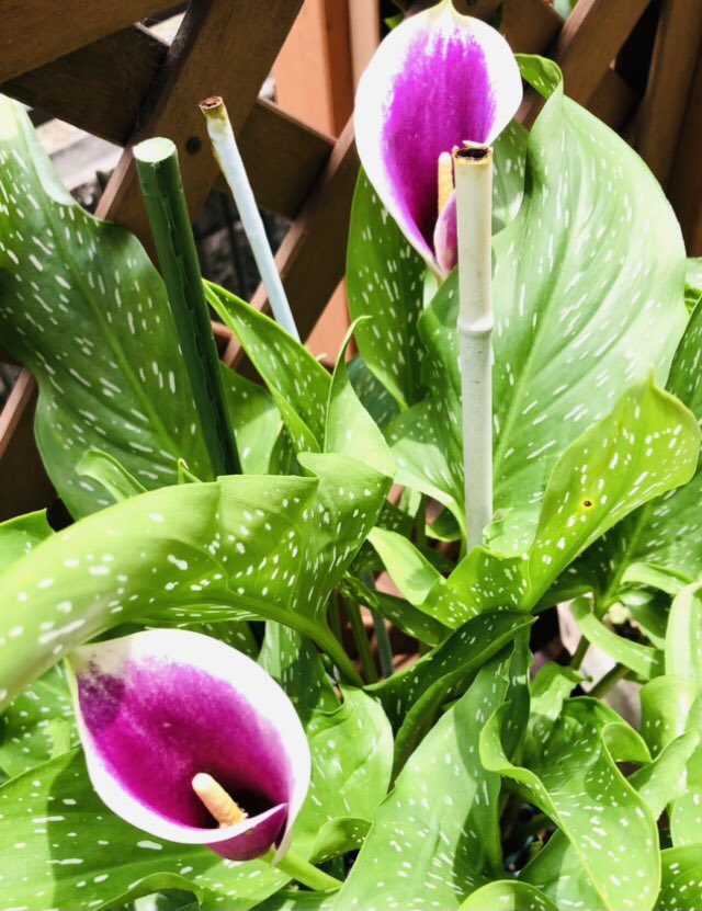 Hoai おはようございます 今年も鉢植えの プレミアムカラーピカソ 咲きました プレミアムカラーの花 花の写真 紫色の花 カラーの花 花のある暮らし T Co Mxrhyufwr4 Twitter