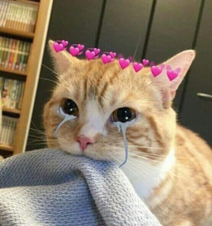 arkalaaa's tweet photo. ikan cucut, ikan hiu
u r so cute, i love you https://t.co/yR20H4LY76