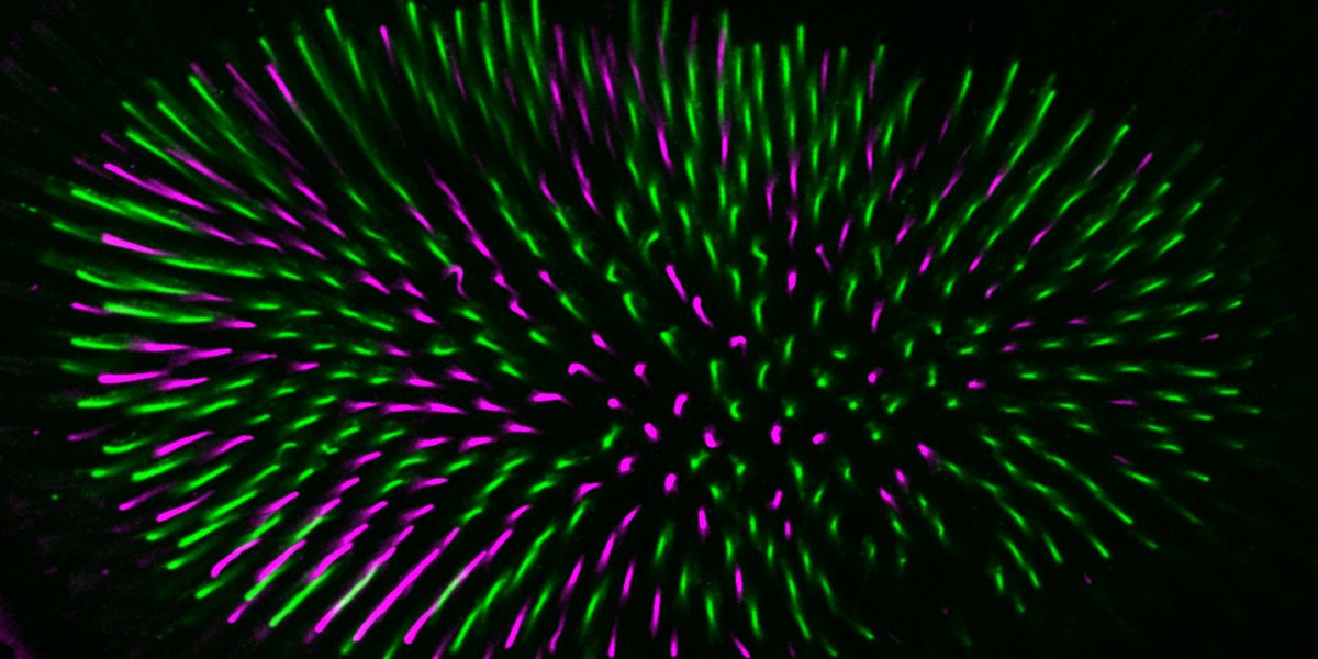 Harvey Lab (@harveyhippolab) on Twitter photo Like humans, flies detect colour via specialised cells in the eye. Here, <a href="/JonathanPojer/">Jonathan Pojer</a> finds new ways by which the Hippo tumour suppressor pathway is repurposed to control the fate of light-sensing cells in the fly eye <a href="/PeterMacRes/">Peter Mac Research</a> <a href="/MonashBDI/">Monash Biomedicine Discovery Institute</a> zpr.io/RSS9R Like humans, flies detect colour via specialised cells in the eye. Here, <a href="/JonathanPojer/">Jonathan Pojer</a> finds new ways by which the Hippo tumour suppressor pathway is repurposed to control the fate of light-sensing cells in the fly eye <a href="/PeterMacRes/">Peter Mac Research</a> <a href="/MonashBDI/">Monash Biomedicine Discovery Institute</a> zpr.io/RSS9R