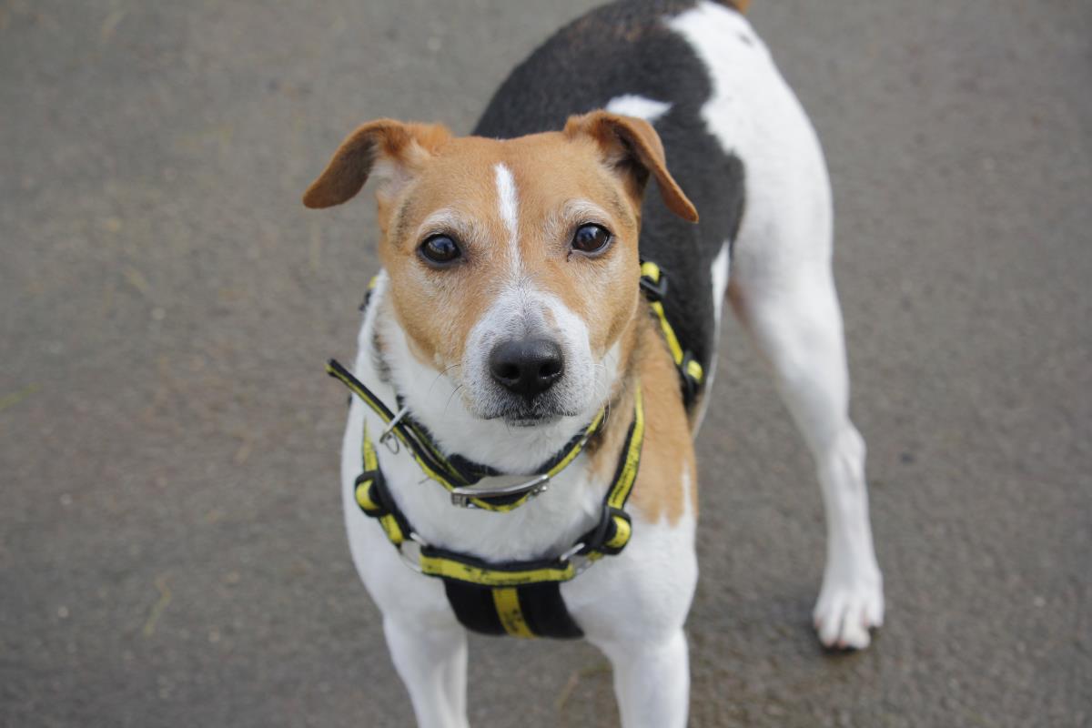 Animal Adoptions UK 🐕‍🦺🐈🐎❤️ tweet media