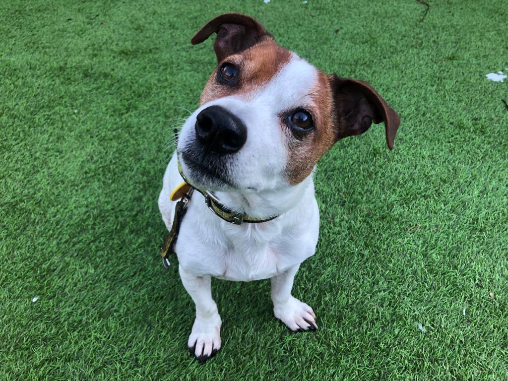 Animal Adoptions UK 🐕‍🦺🐈🐎❤️ tweet media