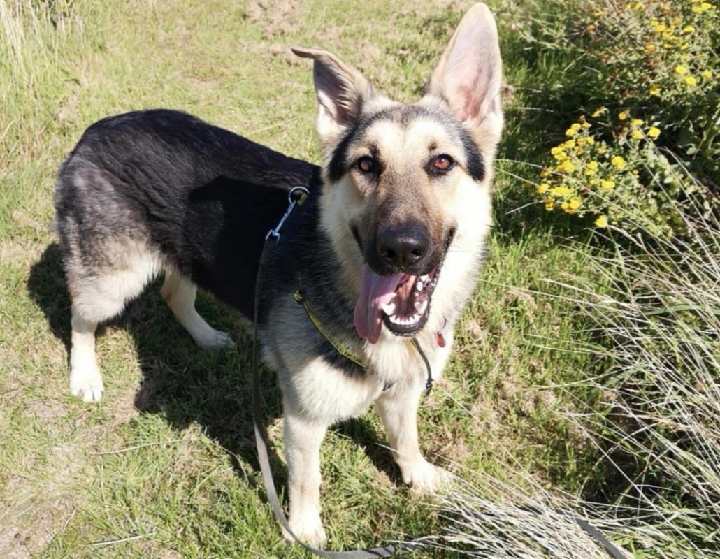 Animal Adoptions UK 🐕‍🦺🐈🐎❤️ tweet media