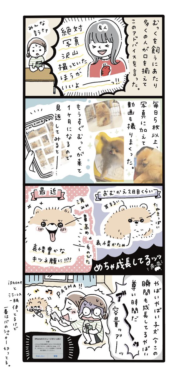 「 子犬の時は特に写真とか記録しといた方が良いよ!!」といろんな人に言われた理由がよく分かりました。最近のカメラロール、永遠にむっくです!!!

#むくふわむっく #ポメラニアン 