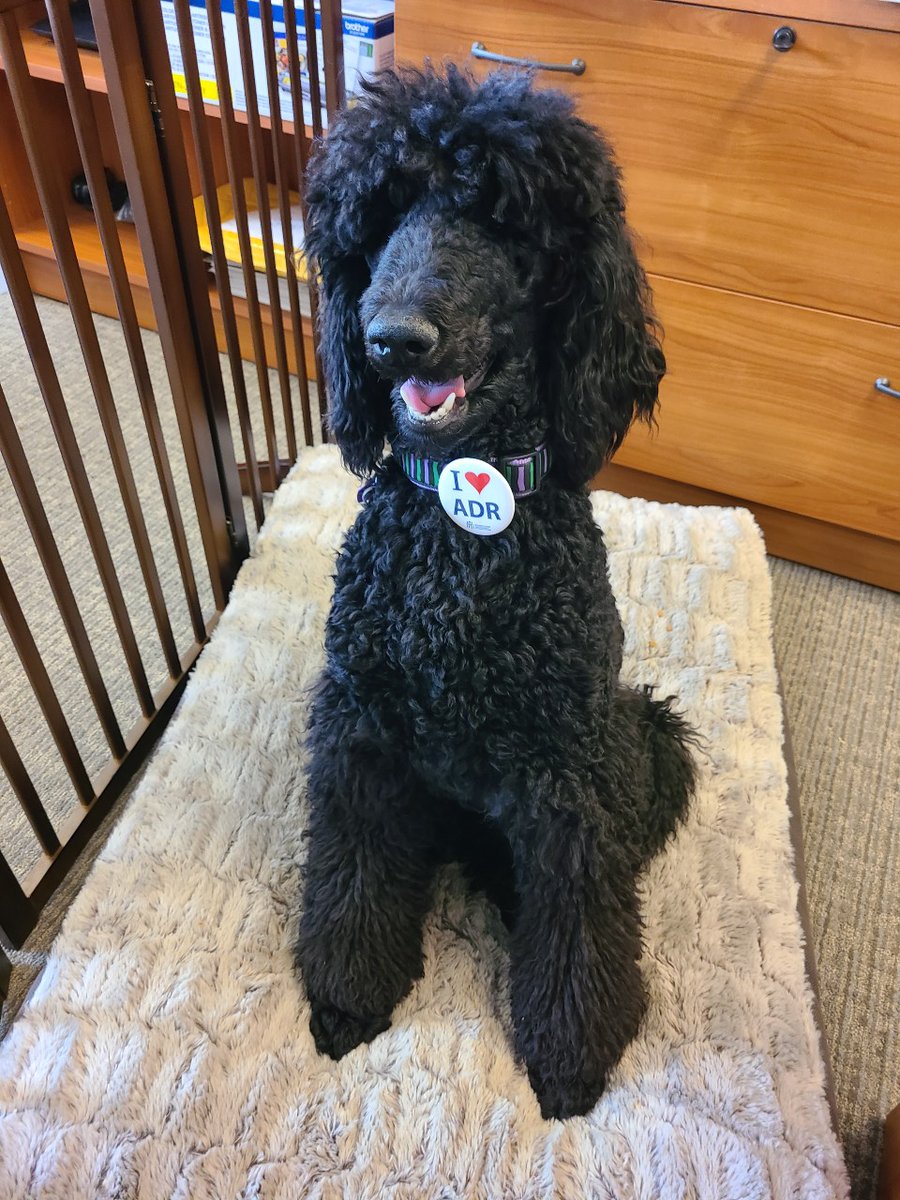 ADR_BC's tweet photo. We want to thank Jackie,  for her backstage assistance at the office today,  as  co-producer of the 2021 ADRBC Virtual Symposium ! See you all again tomorrow! Stay pawsitive! 

 #resilienceinrecovery #adrbcsymposium #symposium2021 #symposiumbc https://t.co/ATXRXcg2Kp