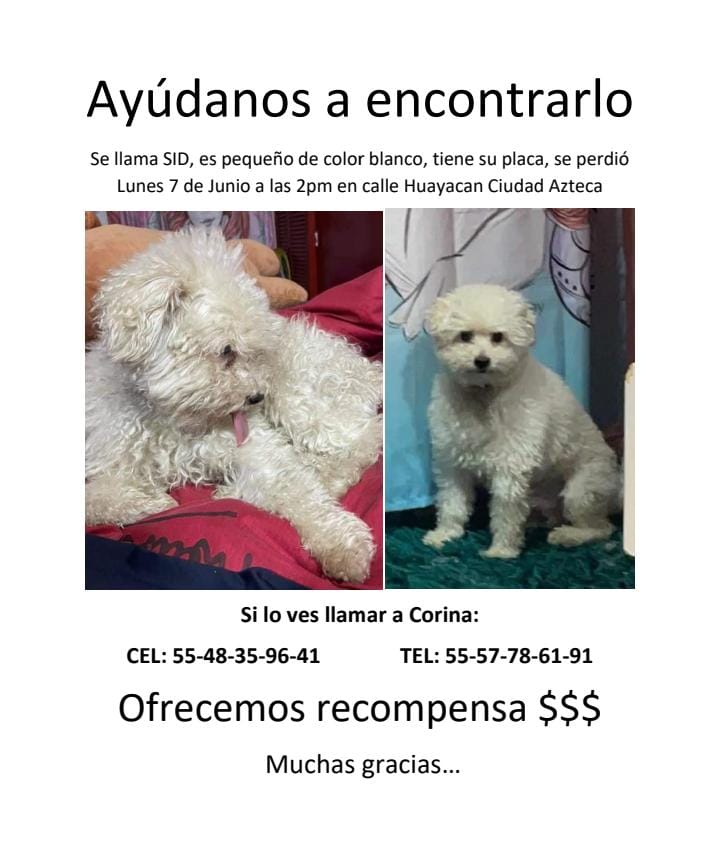 Lomito Extraviado:
