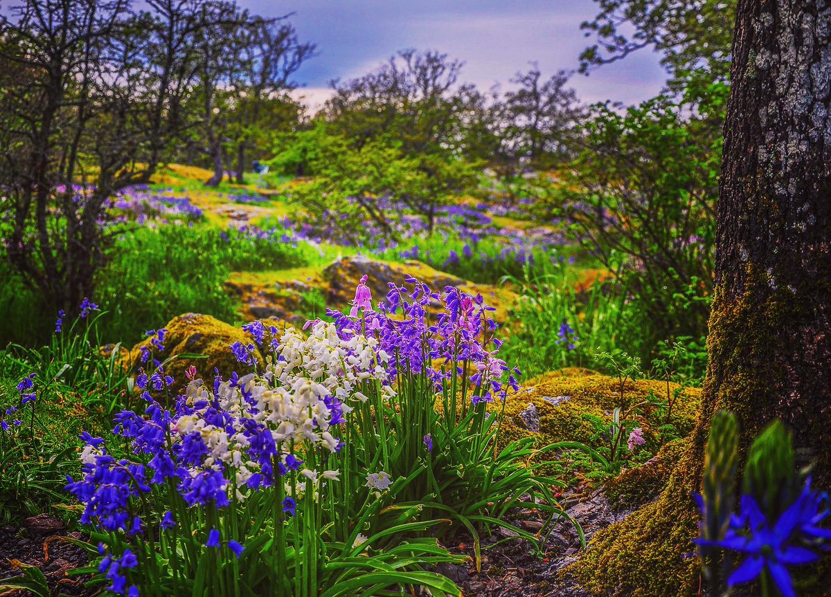 victoriavisitor's tweet photo. 📍Victoria
Wildflowers are in full bloom, with a symphony of colours playing out in our parks and gardens. #SupportLocal #ExploreVictoriaLocal
___
📸: e.l.mackenziephotography (Instagram) https://t.co/uK4SQBhiVl