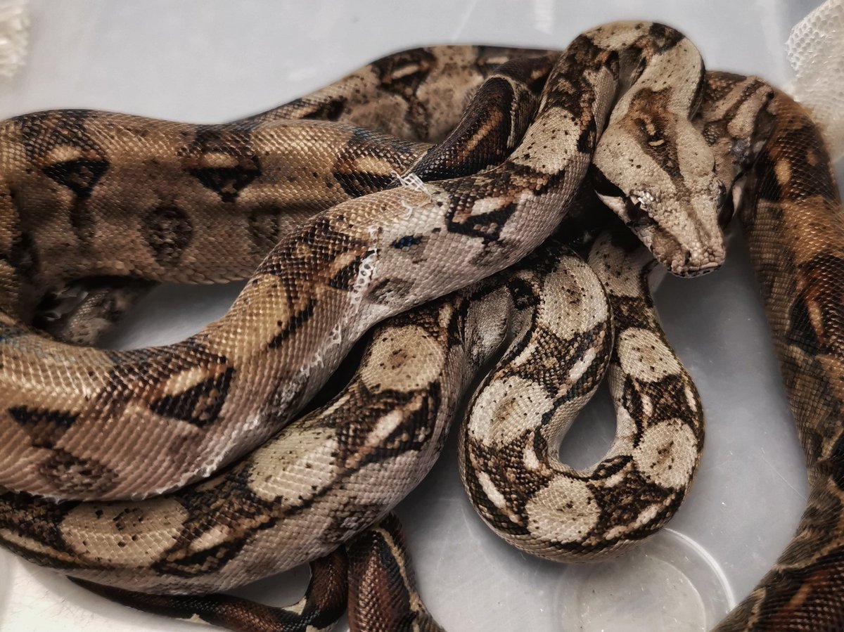 ExpoLaCulebra's tweet photo. Boas
#boas #boaimperator #boasofinstagram #snakesofinstagram🐍
#exposicionesLaCulebra #rentaDeExposiciones #exposicionesEnRenta #laCulebra #museo #museum #zoológico #zoo #exposición #exhibit https://t.co/99rqFV7X35