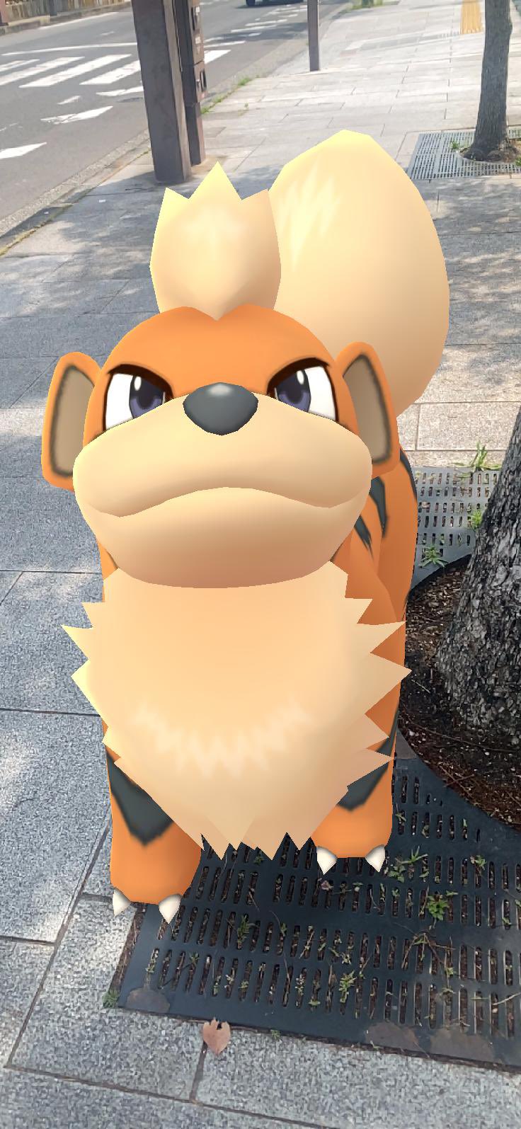 テッちゃん まったりと活動 更新中 ポケモンgoでgetしたガーディをパチリ T Co Fnuchu0occ Twitter