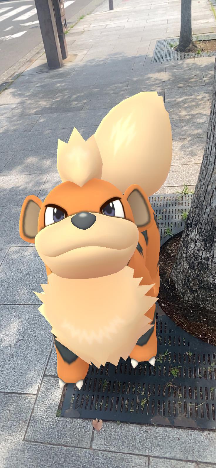 テッちゃん まったりと活動 更新中 ポケモンgoでgetしたガーディをパチリ T Co Fnuchu0occ Twitter