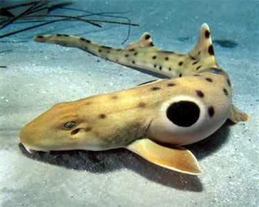Olivier Fedrigo (@ofedrigo) on Twitter photo <a href="/genomeark/">Vertebrate Genomes Project (VGP)</a> Epaulette shark genome completed. First Shark trio genome assembly ever! haplotypes fully resolved. Assembly size=3.9Gb, scaffold N50=83Mb, contig N50=8.8Mb, 53 autosomes + X & Y. QV=45 <a href="/genomewarriors/">Vertebrate Genome Lab (VGL)</a> <a href="/gavinnaylor/">Gavin Naylor</a> P. Currie, S. Burgess, M. Schartl, F. Tulenko, K. Du <a href="/genomeark/">Vertebrate Genomes Project (VGP)</a> Epaulette shark genome completed. First Shark trio genome assembly ever! haplotypes fully resolved. Assembly size=3.9Gb, scaffold N50=83Mb, contig N50=8.8Mb, 53 autosomes + X & Y. QV=45 <a href="/genomewarriors/">Vertebrate Genome Lab (VGL)</a> <a href="/gavinnaylor/">Gavin Naylor</a> P. Currie, S. Burgess, M. Schartl, F. Tulenko, K. Du