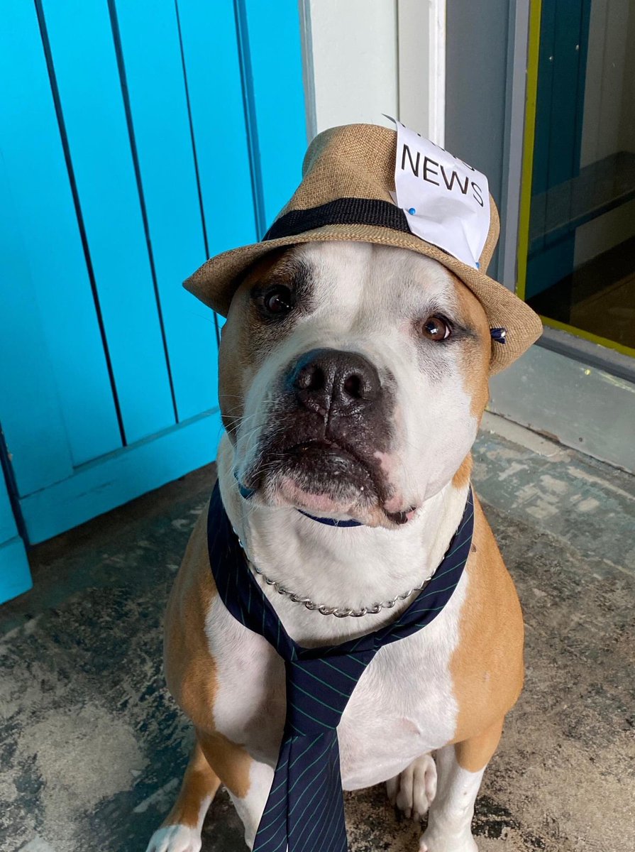 BurienCares's tweet photo. Something big is coming - it's not a Great Dane, but it could be! Is our community up for the challenge? Are we ready to make things better? Watch for the news Tuesday - it's big, it's furry and will bring a smile to your face. We are going to Raise the RRuFF! #RRuFF #BurienCARES https://t.co/G9Fa9xZpMg