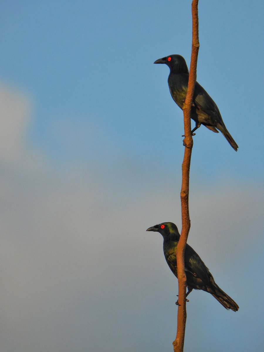 rae_leticia's tweet photo. Male Asian glossy starlings. https://t.co/OyvUzHGxpe